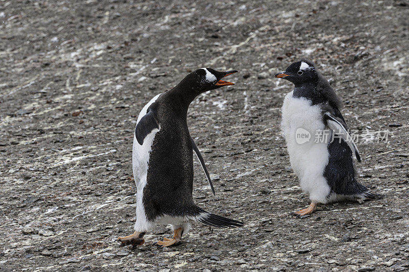 巴布亚企鹅，Pygoscelis巴布亚，汉娜角，利文斯顿岛，南设得兰群岛，南极洲。企鹅目,企鹅科。一只小企鹅追逐着成年企鹅。