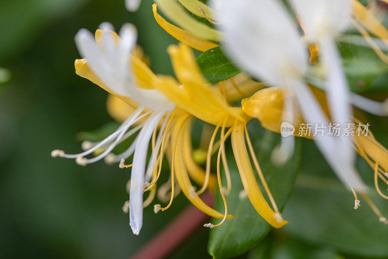 特写的黄色和白色的蜘蛛花