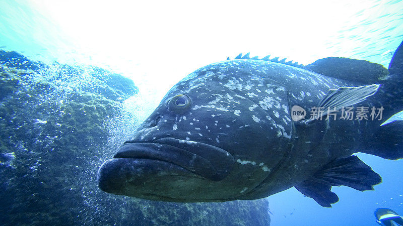 马迪拉岛沿岸游动的斑石斑鱼(边缘石斑鱼)