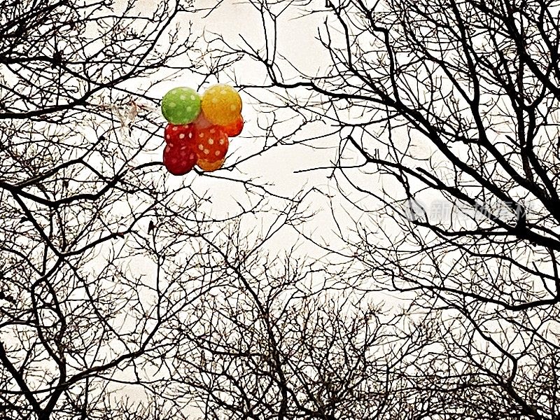 气球被困在树上