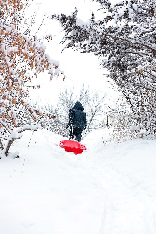 小男孩拉着红色雪橇穿过白雪覆盖的树林