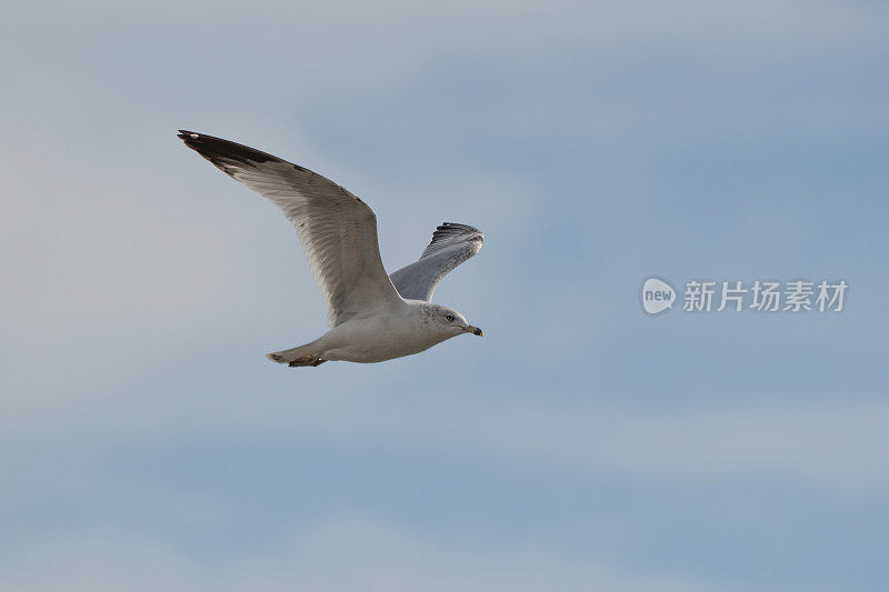 林嘴海鸥在湖上寻找小鱼