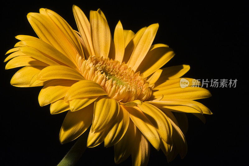 非洲菊黑色背景