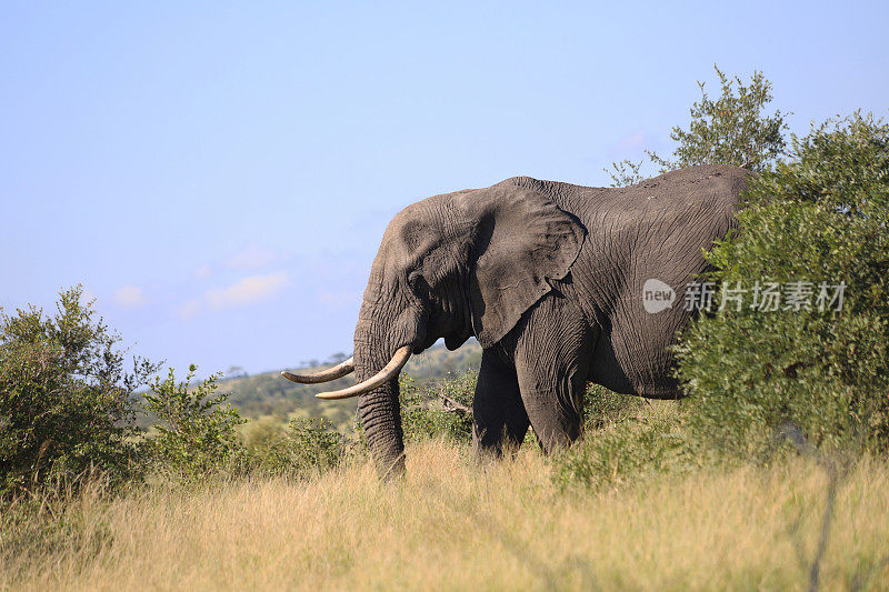 非洲象在南非克鲁格国家公园迈着大步