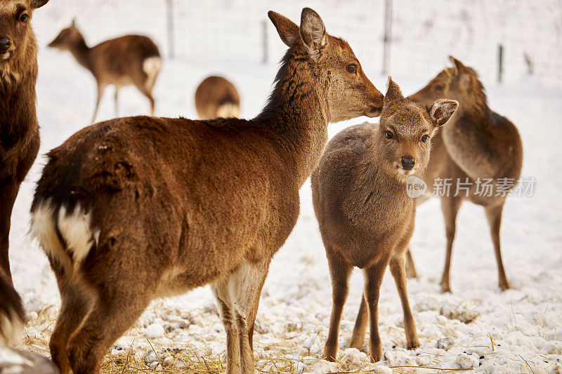 白天在德国雪景拍摄的鹿和梅花鹿