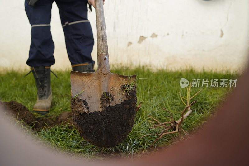 一个成熟的男人在后院种了一棵树