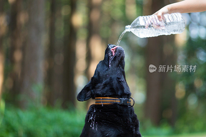 炎热的夏天，口渴的狗正在从宠物瓶子里喝水