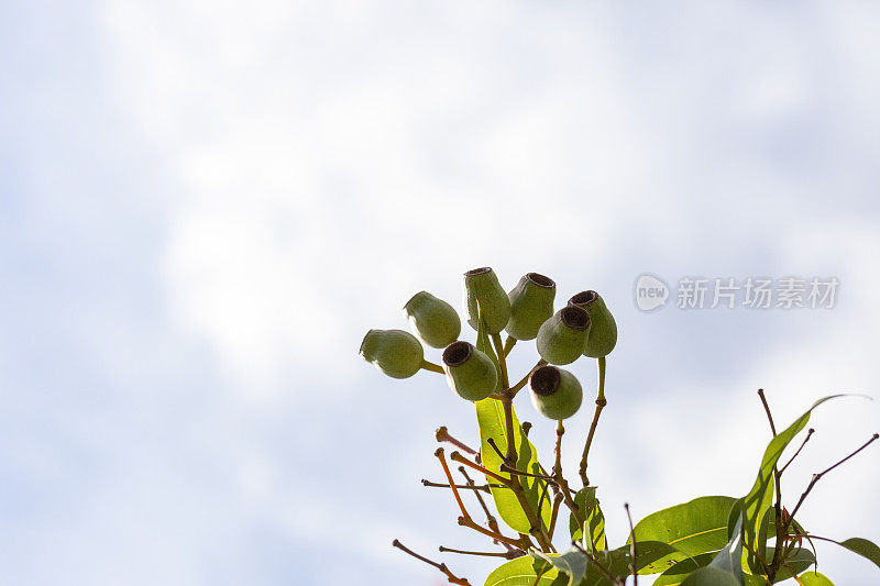 澳大利亚橡果特写，美丽的自然背景与复制空间