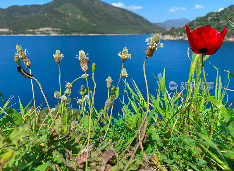 红色的风花和绿色的芽盛开在山顶上的特写与模糊的海景背景