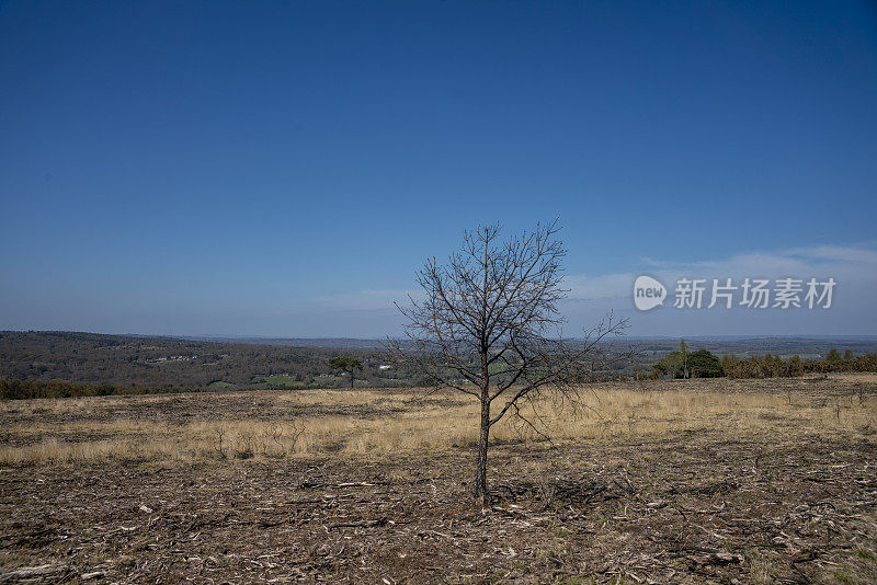 顿森林