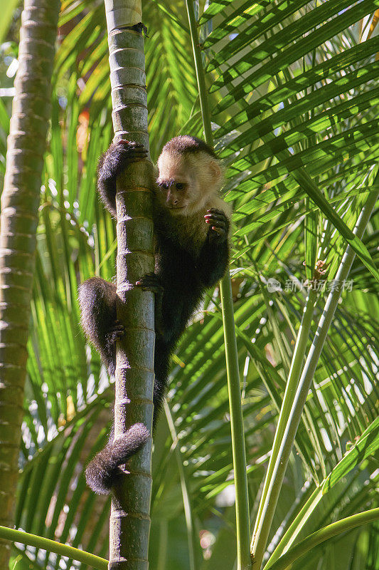 哥斯达黎加太平洋海岸曼纽尔・安东尼奥国家公园的野生卷尾猴