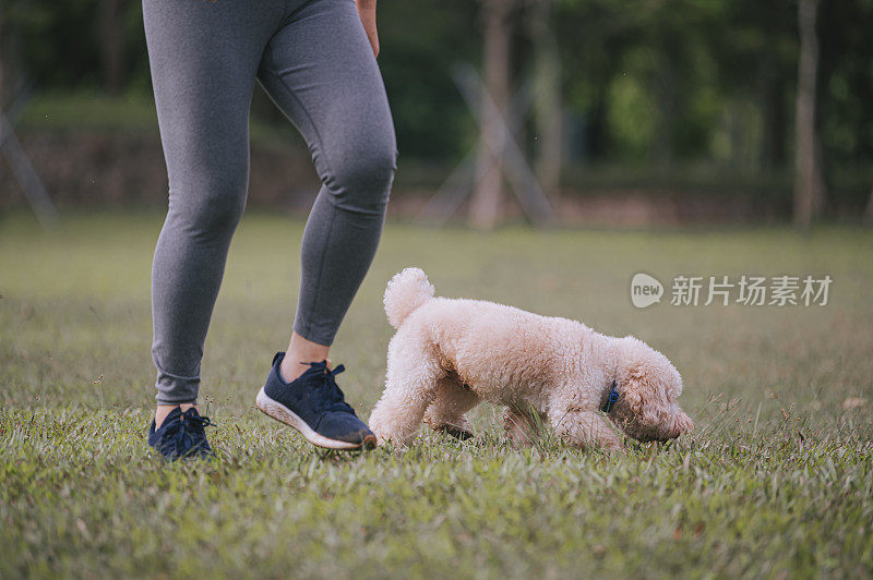 矮胖的亚洲华人中年女性和她的宠物狗玩具狮子狗在公园里一起玩耍