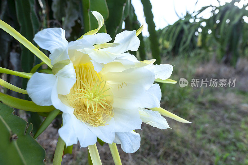 近距离观察有机农场中的火龙果花。