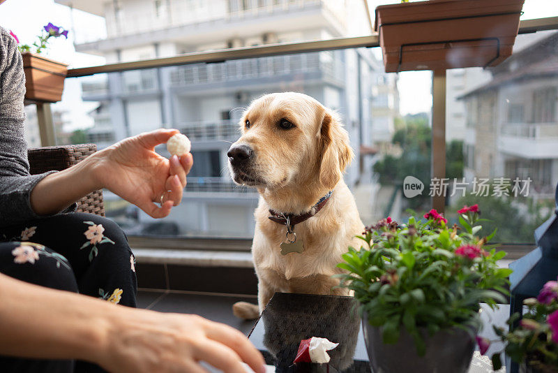 可爱的狗希望得到饼干