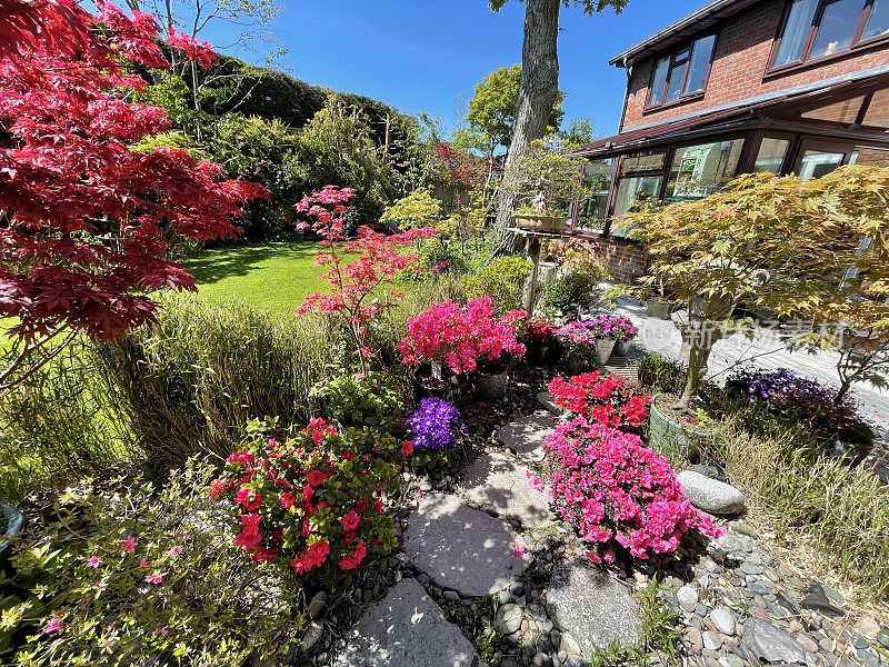 阳光明媚的景观日本花园的形象，踏脚石路径，杜鹃花和开花植物，观赏草，日本花岗岩灯笼，盆景树，阳光明媚的夏日