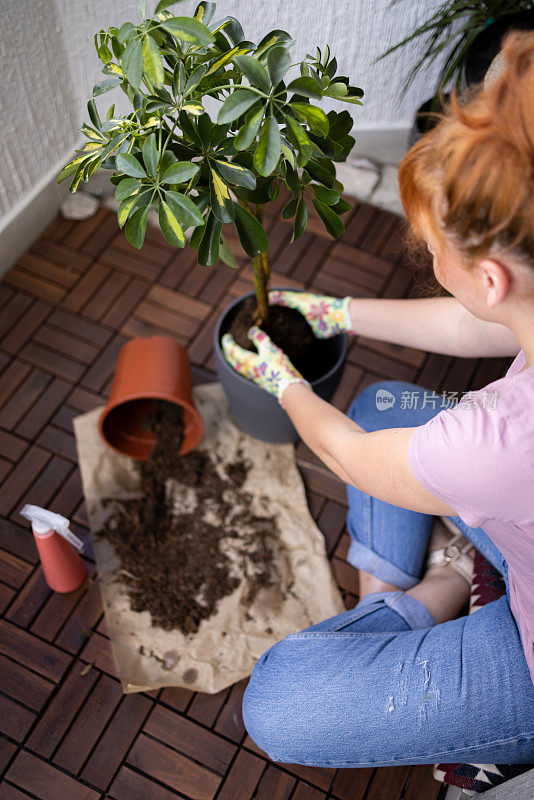 高角度的一个年轻的红发白人妇女照顾她的植物在家里