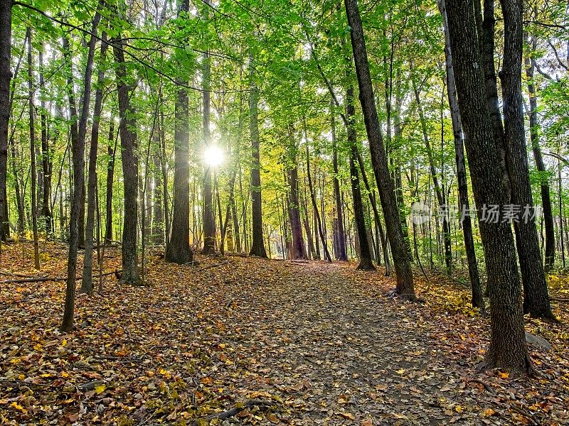 在美国马萨诸塞州的韦尔山北安多弗，秋天的傍晚时分，经过过滤的温暖光线穿过树木