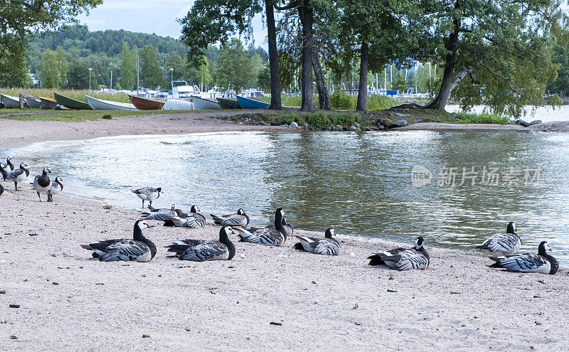 一群鸟，加拿大鹅，在城市公园的海滩上休息。芬兰拉赫蒂市的野鹅。