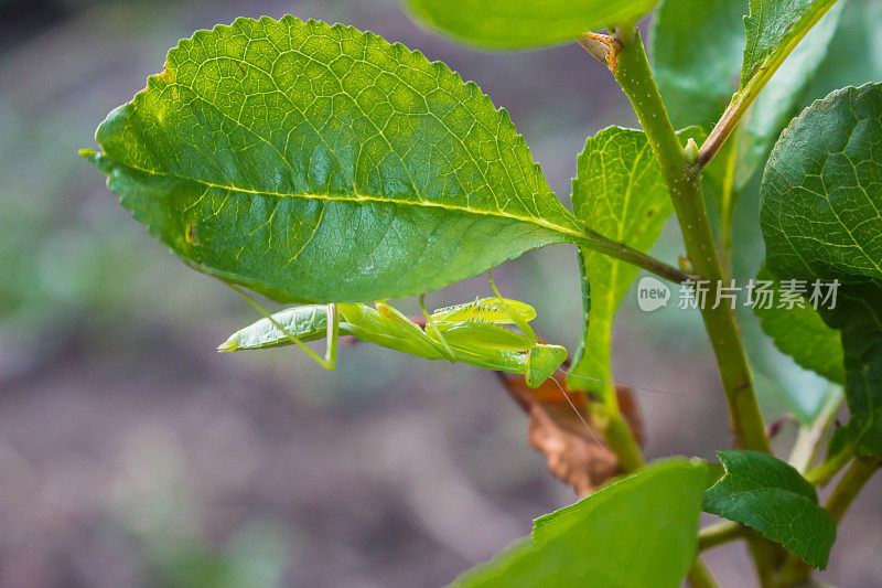绿螳螂看着相机。可爱的螳螂在花园里。昆虫的生活。野生动物的概念。昆虫学的概念。蚱蜢在草地上。螳螂在树上。夏日的自然细节。
