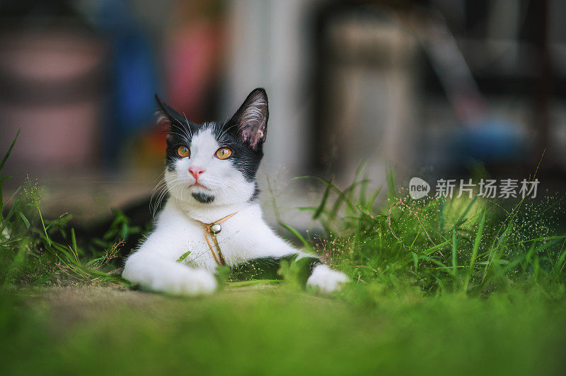 好奇的黑白相间的小猫房子后院的混血猫好奇地四处张望