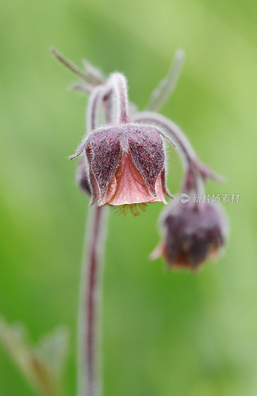 wateravens(琴的对手)