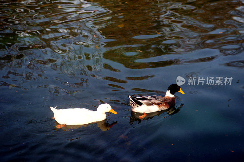 鸭子在湖里游泳