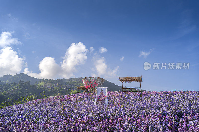 泰国清迈清新的早晨，玛格丽特花田的风景。