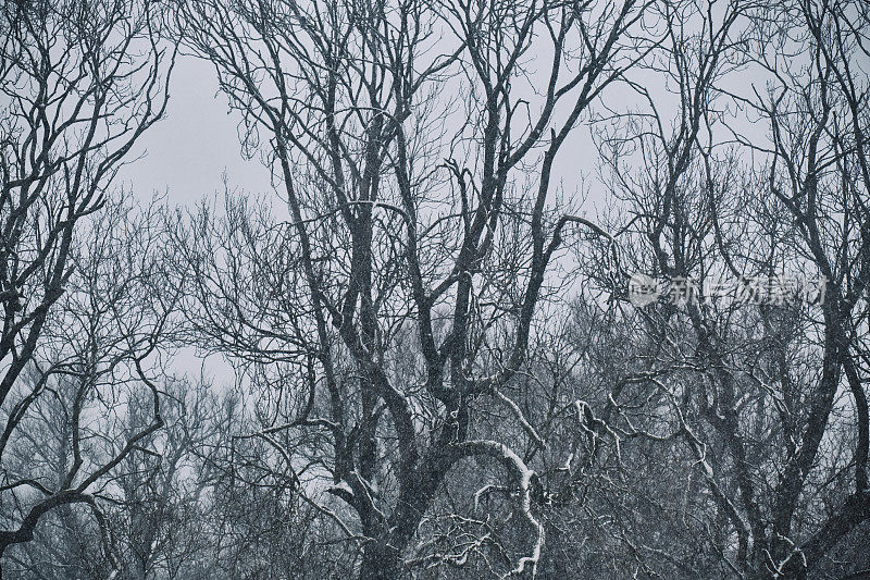 雪花落在成熟的无叶冬树上。