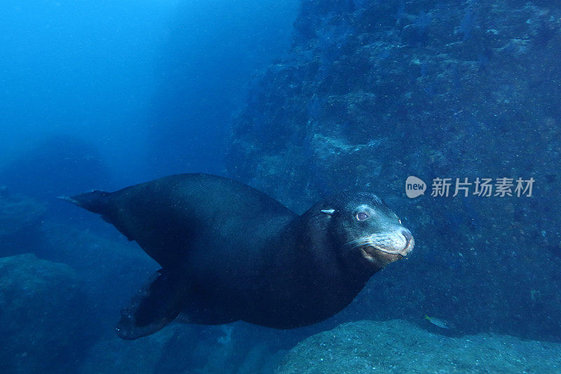 加州海狮