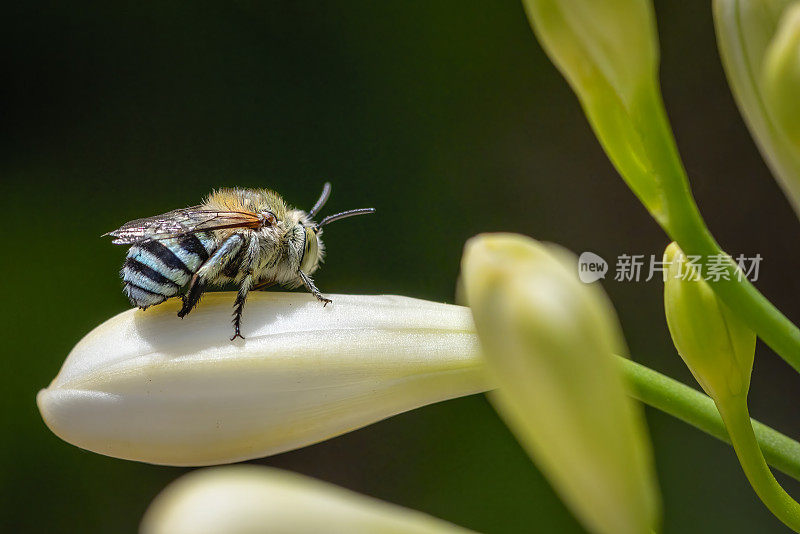 蓝带蜜蜂(Amegilla)