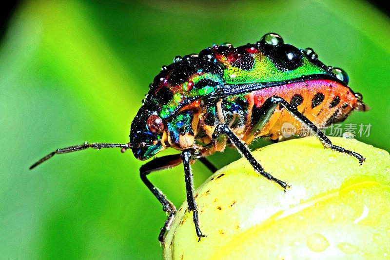 闪光甲虫与雨滴的背部动物行为。