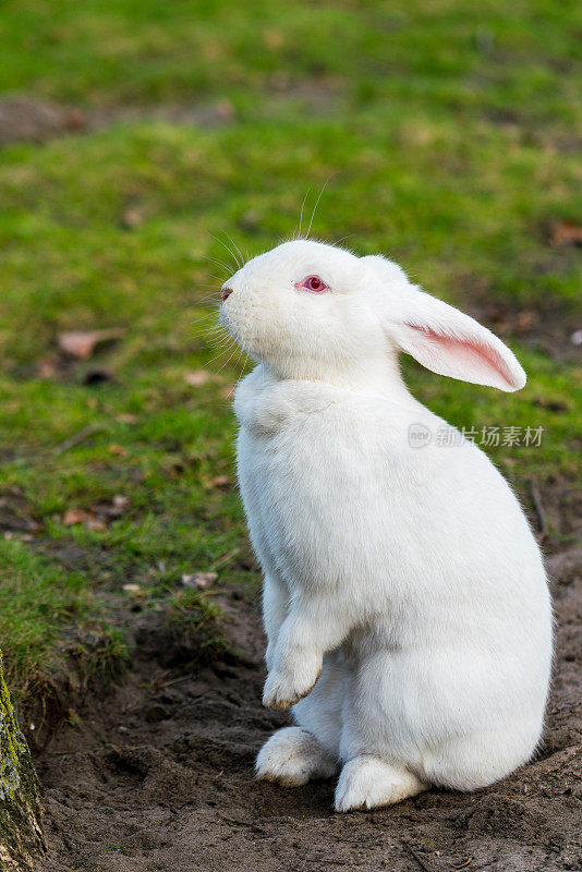 白色的兔子。草地上的兔子