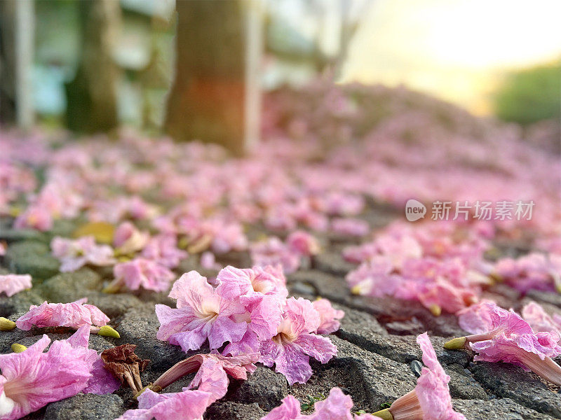 随着日出，粉红色的老花从树上飘落在肮脏的地面上
