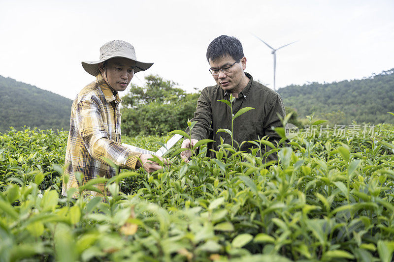 两名中国男性科学家用笔记本电脑记录了一个有机茶园中茶树的生长情况