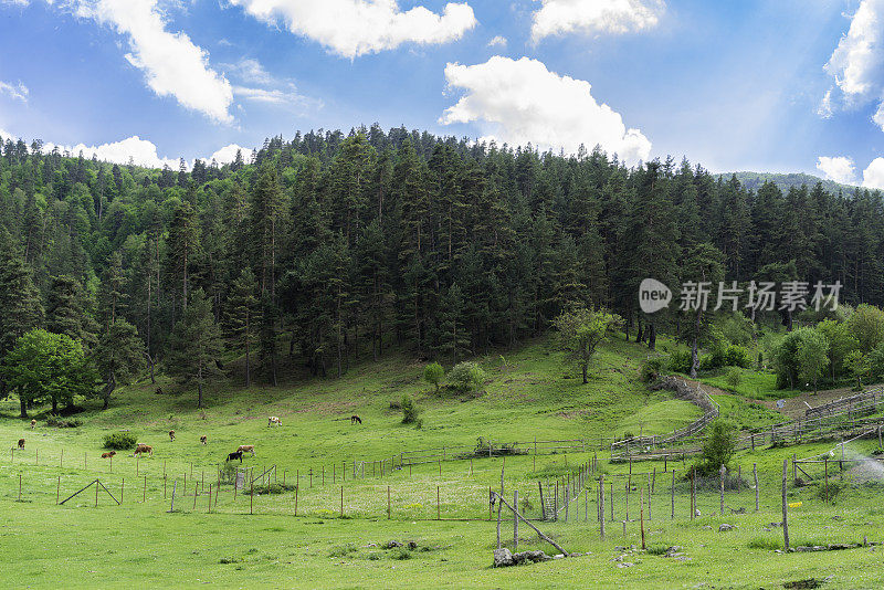 在黑海地区萨姆森省的海狸森林的高原景色Vezirköprü。