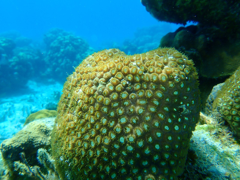 【人気の】珊瑚大き目の珊瑚の塊　さんごサンゴ　0508L9G※ その他