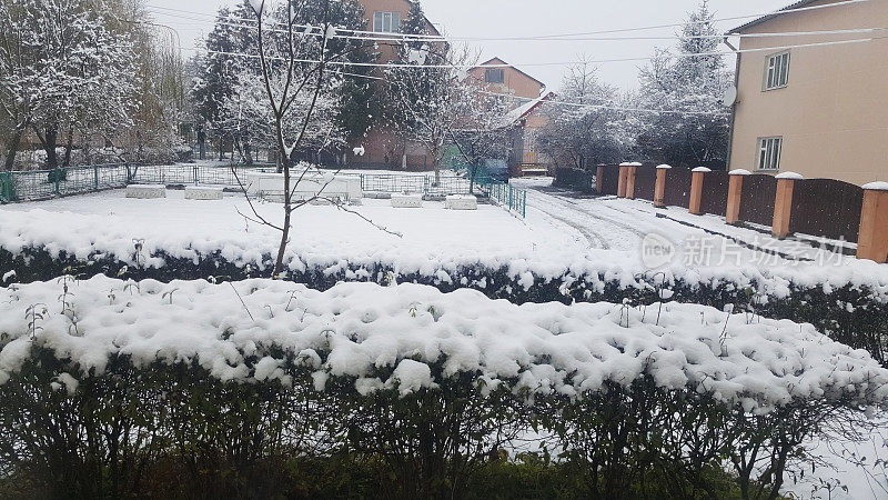 白雪覆盖的装饰绿色灌木丛户外，冬季特写