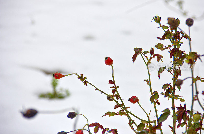 雪覆盖的树