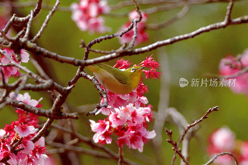 樱花和日本白眼