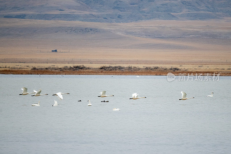 六只号手天鹅在冰川国家公园附近的冰冻湖上空飞翔