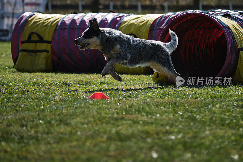 在敏捷比赛中，狗跑出了特殊的隧道，继续前进。蓝色的澳大利亚后跟跑得很快，穿过公园的田野，在外面玩得很开心。