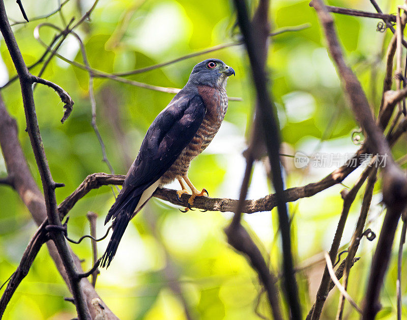在缠结的树枝覆盖的双齿风筝，科可瓦多国家公园，哥斯达黎加