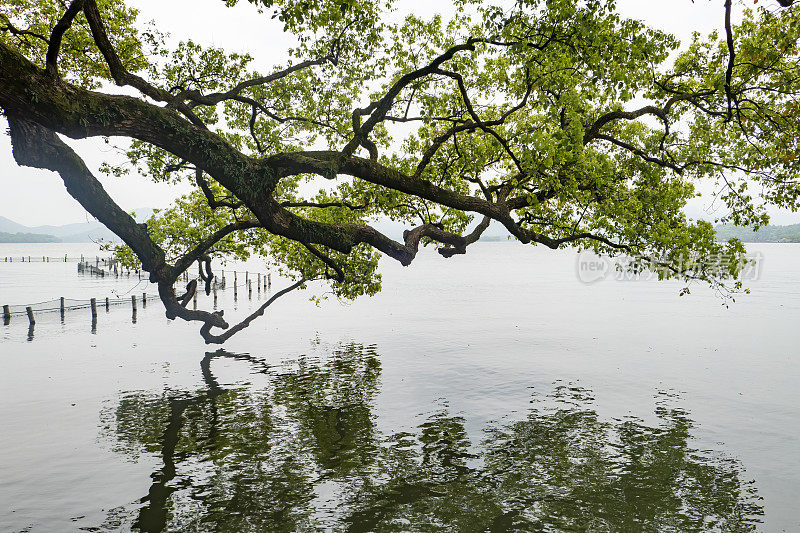 中国杭州西湖旁的一棵大树