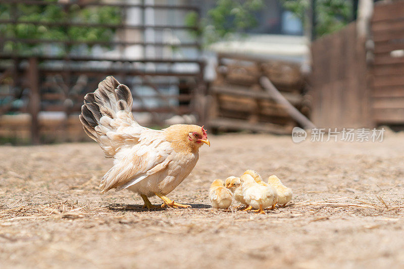 农场饲养的鸡和小鸡