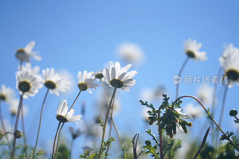 蓝色天空上雏菊花的背光照片