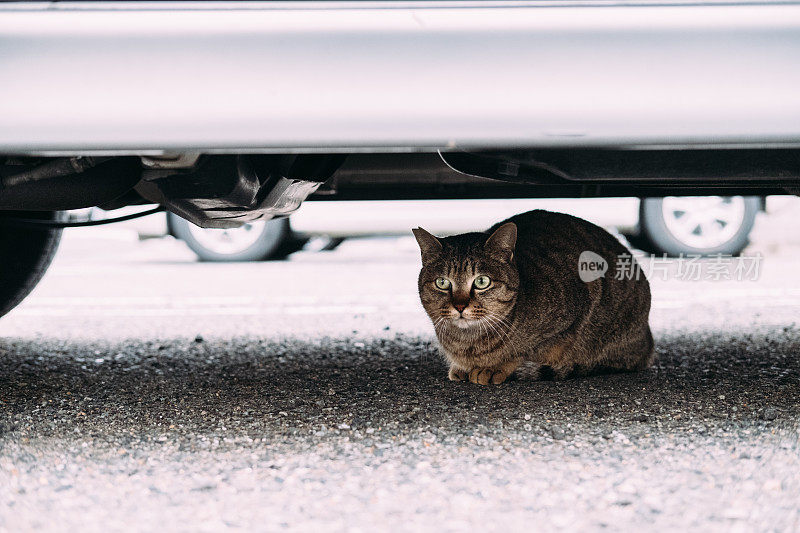 一张脸不自在的猫躲在车下的图片