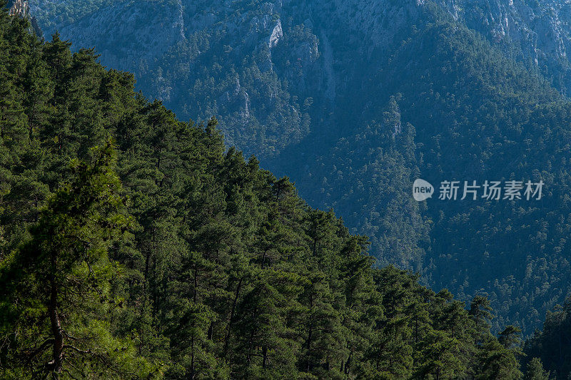 密林堆，背景山