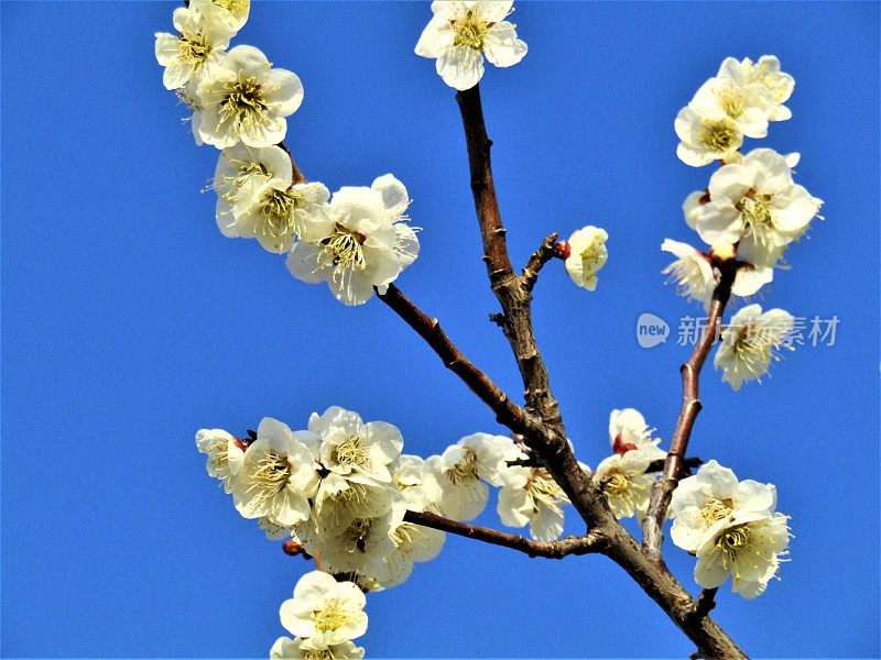 日本。3月。清晨。湛蓝的天空。初升的太阳与梅花的花朵嬉戏。