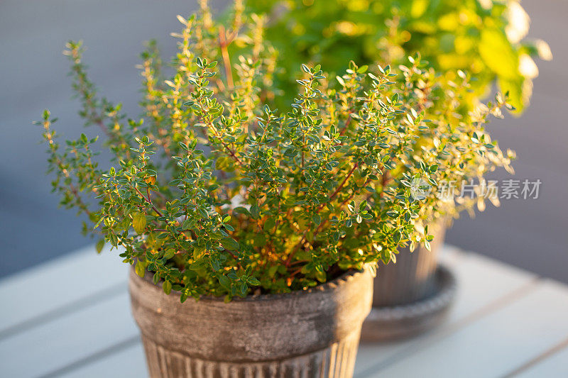 柠檬香脂(梅利莎)和百里香香草在花盆阳台，城市容器花园概念