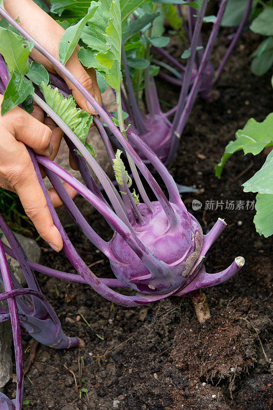 7月初，加拿大安大略省南部，女性在地里用手拔紫色苤蓝菜